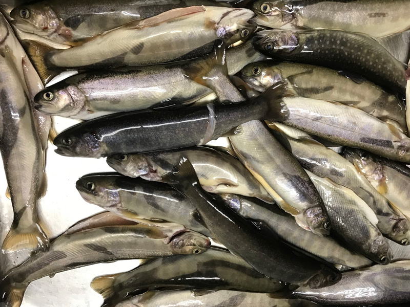 岩魚