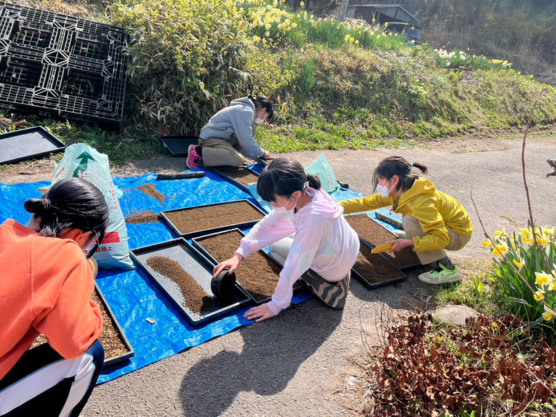 みんなでもち米の種まき