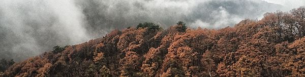 リレー・エッセイ 第15回 里山の生活